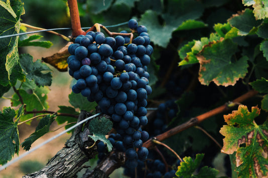 Domaine Sylvain Cathiard : l'excellence discrète de Vosne-Romanée