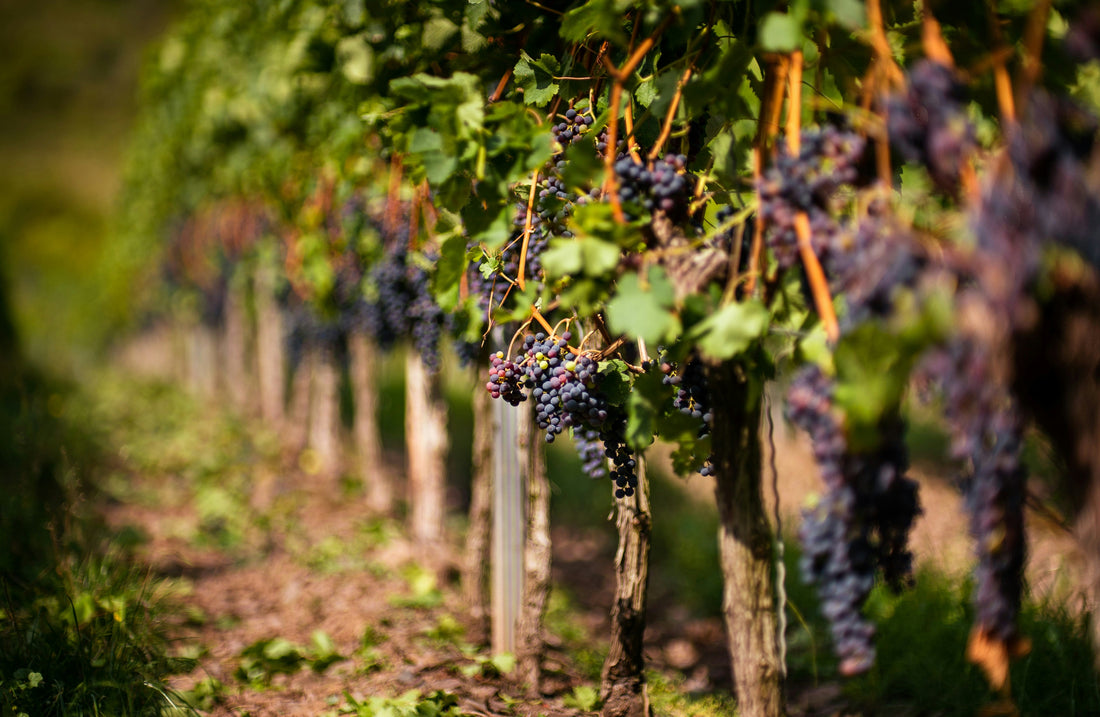 Domaine Jean-Marc Millot : l’expression du Pinot Noir sur la Côte de Nuits