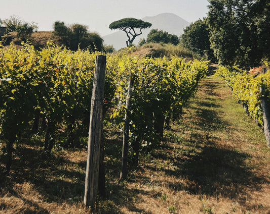 Domaine Alain Hudelot-Noëllat : l’expression la plus élégante de la Côte de Nuits
