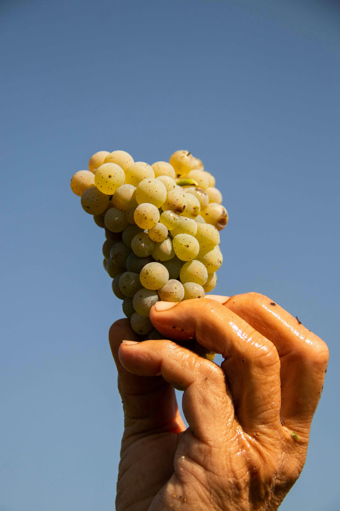 Domaine Bruno Colin : une vision pure et élégante des terroirs de la Côte de Beaune